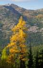 Washington State-North Cascades-Golden larch tree Art Print